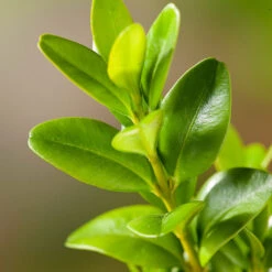 Buxbom -Hot Sale Wexthuset Store narbild blad buxbom buxus sempervirens