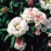 Rhododendron 'Koichiro Wada' -Hot Sale Wexthuset Store narbild blomma rhododendron koichiro wada
