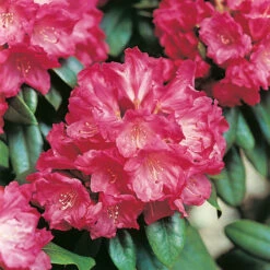 Rhododendron 'Morgonrot' -Hot Sale Wexthuset Store narbild blomma rhododendron morgonrot