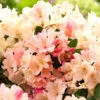 Rhododendron 'Percy Wiseman'