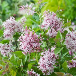 Småbladig Syren, Syringa Microphylla 'Superba' -Hot Sale Wexthuset Store narbild blomma smabladig syren syringa microphylla superba