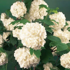 Snöbollsbuske 'Roseum' -Hot Sale Wexthuset Store narbild blomma snobollsbuske viburnum opulus roseum