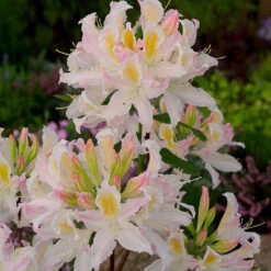 Trädgårdsazalea 'Irene Koster'