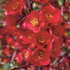 Hybridrosenkvitten 'Nicoline' -Hot Sale Wexthuset Store narbild blommar hybridrosenkvitten chaenomeles superba nicoline