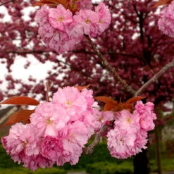 Japanskt Prydnadskörsbär ’Kanzan’ -Hot Sale Wexthuset Store narbild blommor japanskt prydnadskorsbar prunus kanzan