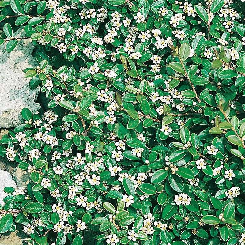 Skogholmsoxbär 'Skogholm' 3 Skogholmsoxbär 'Skogholm'