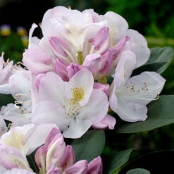 Rhododendron 'Gomer Waterer'