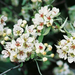 Silverpäron, Pyrus Salcifolia, 'Pendula', 100-120 Cm -Hot Sale Wexthuset Store narbild blommor silverparon pyrus salcifolia pendula