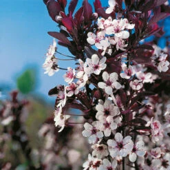 Svartplommon, Prunus Cistena -Hot Sale Wexthuset Store narbild blommor svartplommon prunus cistena