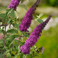 Syrenbuddleja 'Ile De France' -Hot Sale Wexthuset Store narbild blommor syrenbuddleja buddleja dividii ile de france