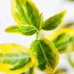 Gulbrokig Klätterbenved 'Emerald'n Gold' -Hot Sale Wexthuset Store narbild gulbrokig klatterbenved emerald n gold 1