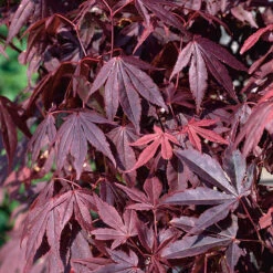 Röd Japansk Lönn 'Atropurpureum' -Hot Sale Wexthuset Store narbild japansk blodlonn acer palmatum atropurpureum