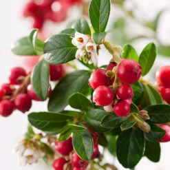 Lingon 'Koralle' -Hot Sale Wexthuset Store narbild lingon koralle