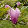 Rosenmagnolia 'Susan' -Hot Sale Wexthuset Store narbild magnolia susan