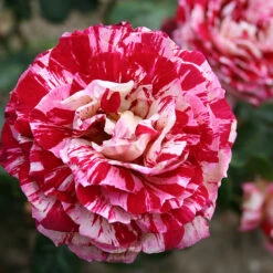 Ros 'Julio Iglesias' -Hot Sale Wexthuset Store narbild ros julio iglesias