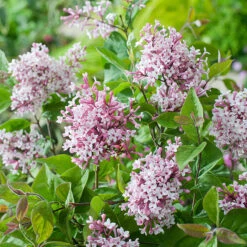 Småbladig Syren 'Superba'