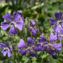 Nätnäva 'Philippe Vapelle', 6-pack -Hot Sale Wexthuset Store natnava philippe vapelle 2