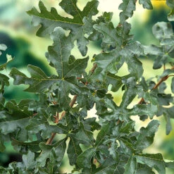 Naverlönn 50-80 Cm, 100-pack -Hot Sale Wexthuset Store naverlonn narbild blad