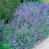 Kantnepeta, 6-pack -Hot Sale Wexthuset Store nepeta fassenii kantnepeta
