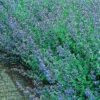 Kantnepeta 'Six Hills Giant', 6-pack -Hot Sale Wexthuset Store nepeta fassenii six hills giant kantnepeta