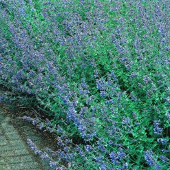 Kantnepeta 'Six Hills Giant', 6-pack