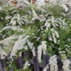Norsk Brudspirea 'Grefsheim' 30-50 Cm, 100-pack