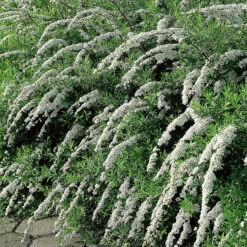 Norsk Brudspirea 'Grefsheim'