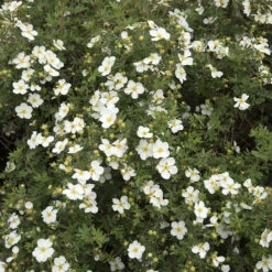 Ölandstok 'Abbotswood' 1L, 10-pack -Hot Sale Wexthuset Store olandstok potentilla fruticosa abbotswood 1