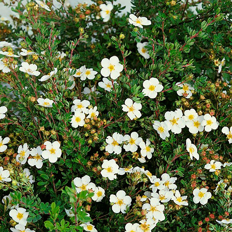 Trädgårdstok 'Abbotswood' 3 Trädgårdstok 'Abbotswood'