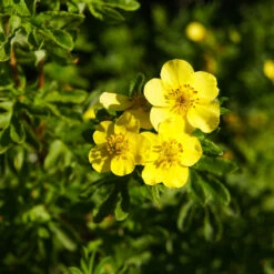 Ölandstok 'Goldfinger' 10-pack -Hot Sale Wexthuset Store olandstok potentilla fruticosa goldfinger 1