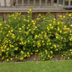 Ölandstok 'Goldfinger' 10-pack -Hot Sale Wexthuset Store olandstok potentilla fruticosa goldfinger 2