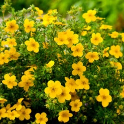 Ölandstok Goldfinger 30-50 Cm, 10-pack -Hot Sale Wexthuset Store olandstok potentilla fruticosa goldfinger
