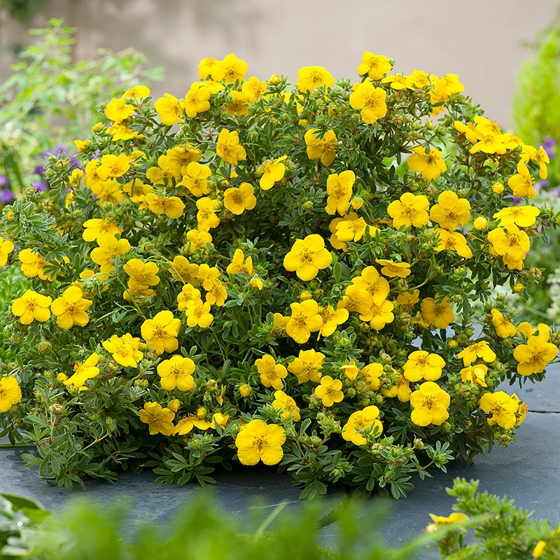 Trädgårdstok 'Goldstar' 3 Trädgårdstok 'Goldstar'