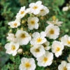Ölandstok Sandved 20-40 Cm, 100-pack -Hot Sale Wexthuset Store olandstok potentilla fruticosa sandved 1