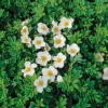 Trädgårdstok 'Tilford Cream' -Hot Sale Wexthuset Store olandstok potentilla fruticosa tilford cream