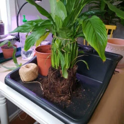 Planteringsbord Mini Tidy Tray -Hot Sale Wexthuset Store omplantering pa planteringsbord WH