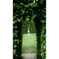 Avenbok 100-125 Cm, 100-pack -Hot Sale Wexthuset Store oppning genom avenbokshack 2