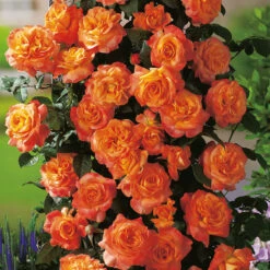 Ros 'Flora Danica' -Hot Sale Wexthuset Store orangegul ros flora danica