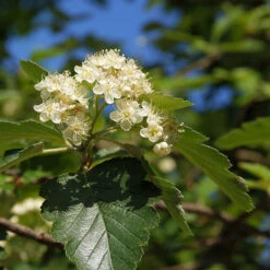 Oxel 10-pack -Hot Sale Wexthuset Store oxel sorbus intermedia 1