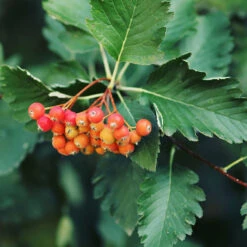 Oxel 10-pack -Hot Sale Wexthuset Store oxel sorbus intermedia 2