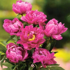 Luktpion 'Karl Rosenfield' -Hot Sale Wexthuset Store paeonia lactiflora karl rosenfeld luktpion