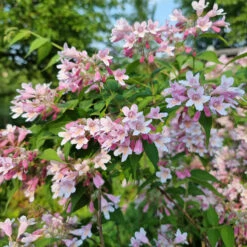 Paradisbuske 'Pink Cloud'