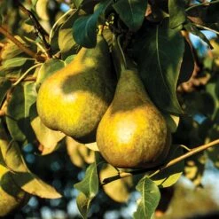 Päron 'Esperens Herre'