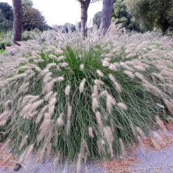 Lampborstgräs 'Hameln', 2L -Hot Sale Wexthuset Store pennisetum hameln prydnadsgras
