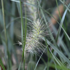 Lampborstgräs 'Little Bunny', 2L -Hot Sale Wexthuset Store pennisetum little bunny prydnadsgras