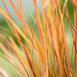 Fasanfjädergräs 'Sirocco' 2L, 2-pack -Hot Sale Wexthuset Store perenn fasanfjadergras sirocco 2l 1