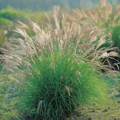 Glansmiskantus 'Adagio' 2L, 2-pack -Hot Sale Wexthuset Store perenn glansmiskantus adagio 2l 1