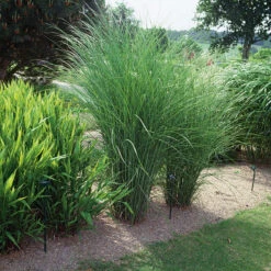 Glansmiskantus 'Gracillimus' 2L, 2-pack