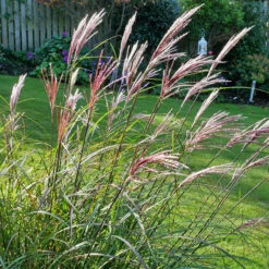 Glansmiskantus, Japanskt Gräs 'Red Chief' 2L, 2-pack