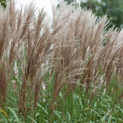 Glansmiskantus 'Malepartus' 2L, 2-pack